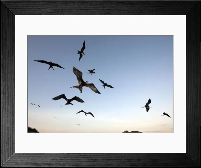 Framed Print : Picture No. 10884902 Framed Print : Picture No. 10884902