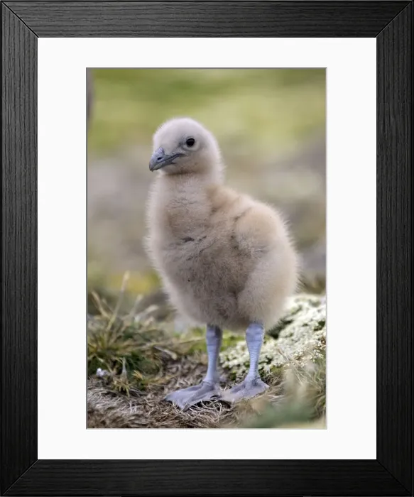Framed Print : Picture No. 10884733 Framed Print : Picture No. 10884733