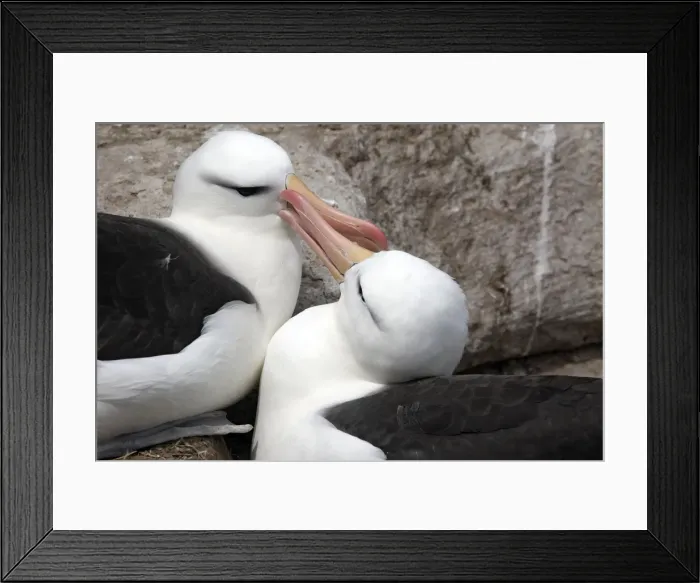Framed Print : Picture No. 10884827 Framed Print : Picture No. 10884827