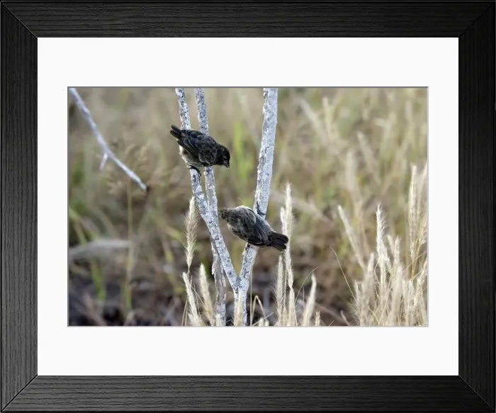 Framed Print : Picture No. 10884879 Framed Print : Picture No. 10884879