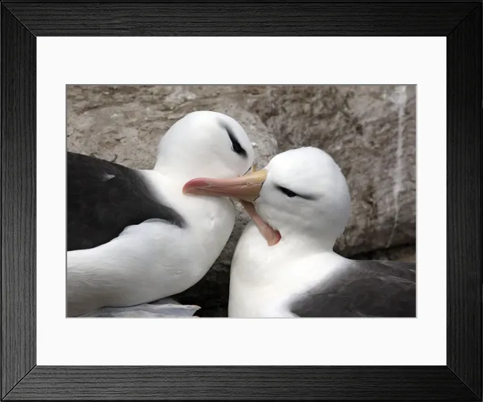 Framed Print : Picture No. 10884831 Framed Print : Picture No. 10884831
