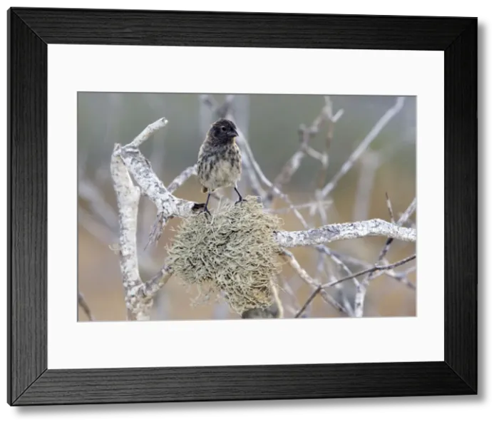 Framed Print : Picture No. 10884878 Framed Print : Picture No. 10884878