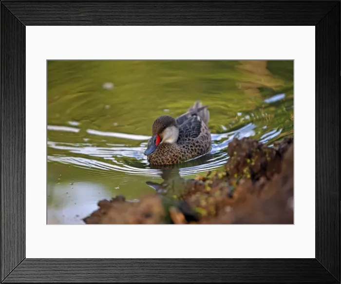 Framed Print : Picture No. 10884875 Framed Print : Picture No. 10884875