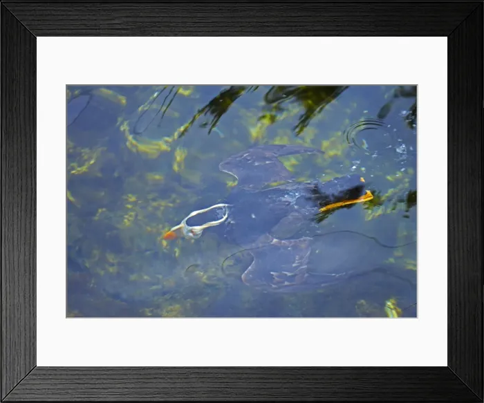 Framed Print : Picture No. 10884047 Framed Print : Picture No. 10884047
