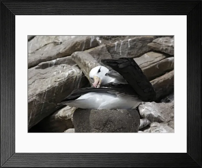 Framed Print : Picture No. 10884824 Framed Print : Picture No. 10884824