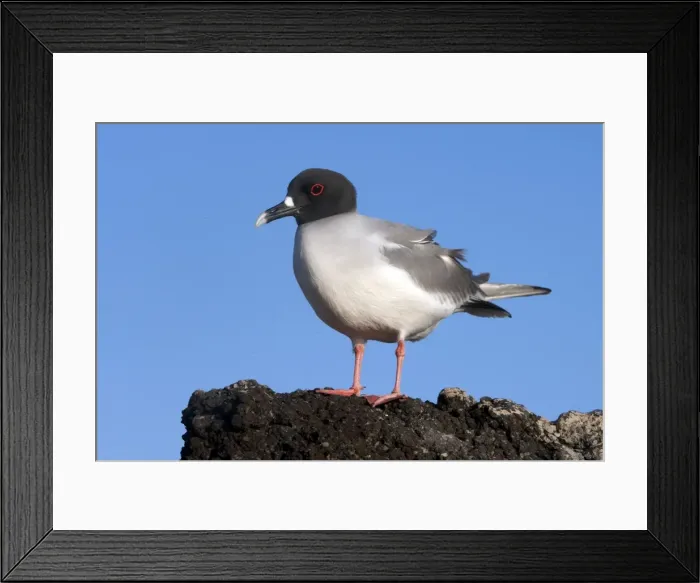 Framed Print : Picture No. 10884887 Framed Print : Picture No. 10884887