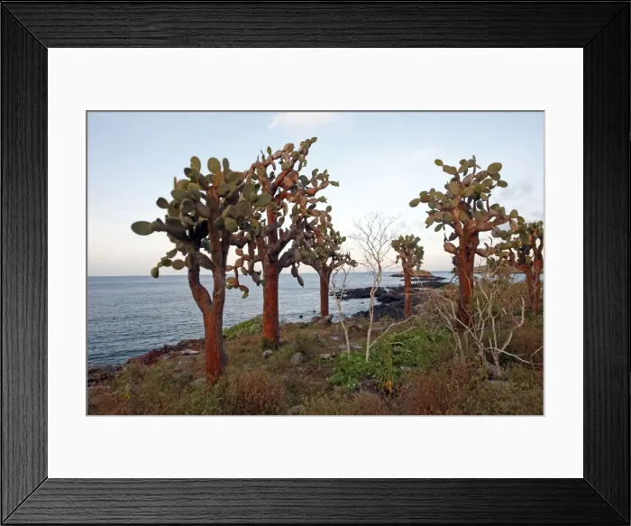 Framed Print : Picture No. 10884857 Framed Print : Picture No. 10884857