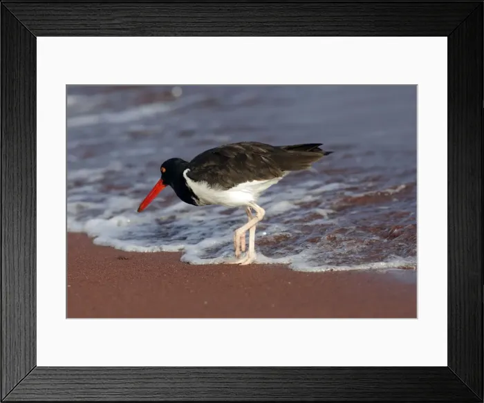 Framed Print : Picture No. 10884892 Framed Print : Picture No. 10884892