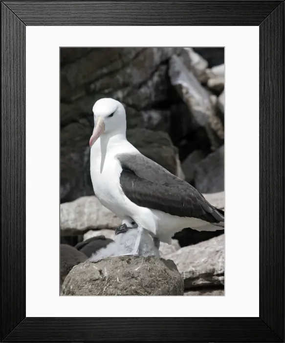 Framed Print : Picture No. 10884835 Framed Print : Picture No. 10884835
