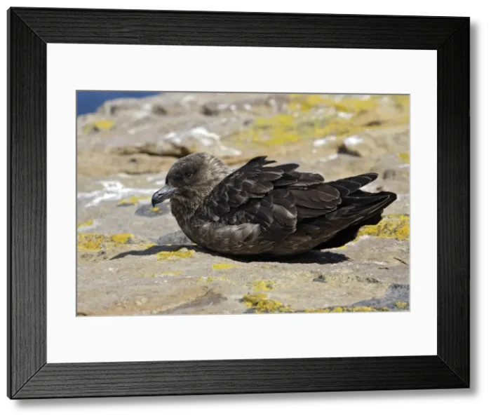 Framed Print : Picture No. 10884737 Framed Print : Picture No. 10884737