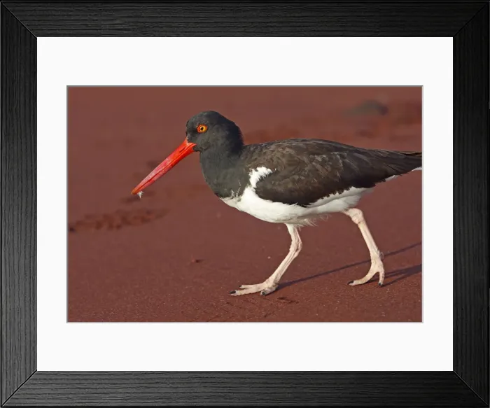 Framed Print : Picture No. 10884853 Framed Print : Picture No. 10884853
