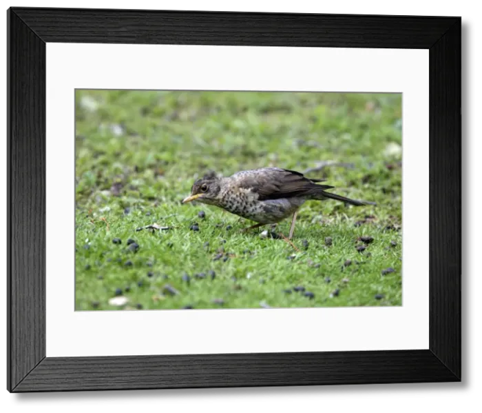 Framed Print : Picture No. 10884720 Framed Print : Picture No. 10884720
