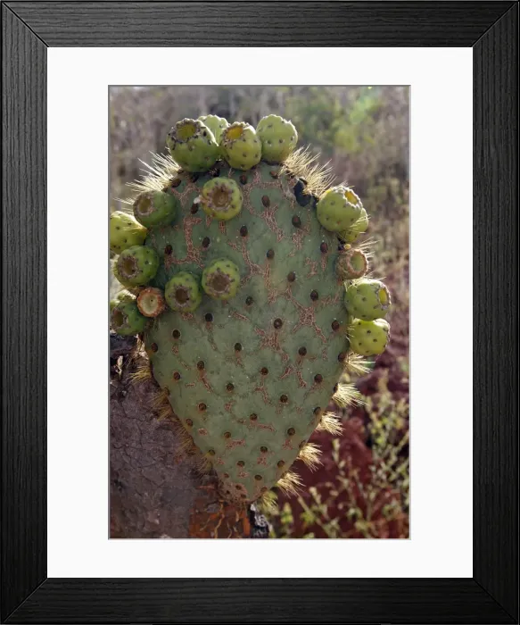 Framed Print : Picture No. 10884845 Framed Print : Picture No. 10884845