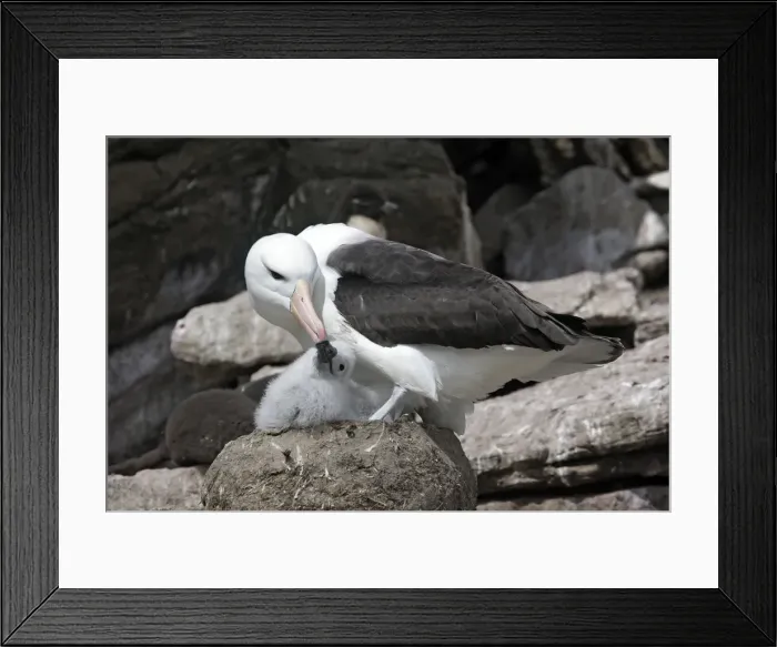 Framed Print : Picture No. 10884837 Framed Print : Picture No. 10884837
