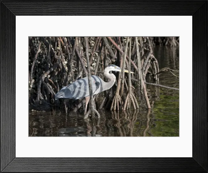 Framed Print : Picture No. 10884905 Framed Print : Picture No. 10884905