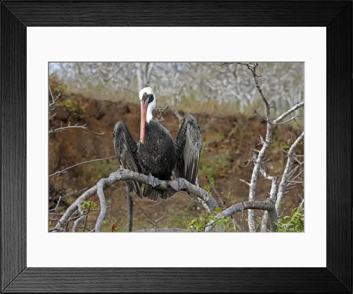 Framed Print : Picture No. 10884851