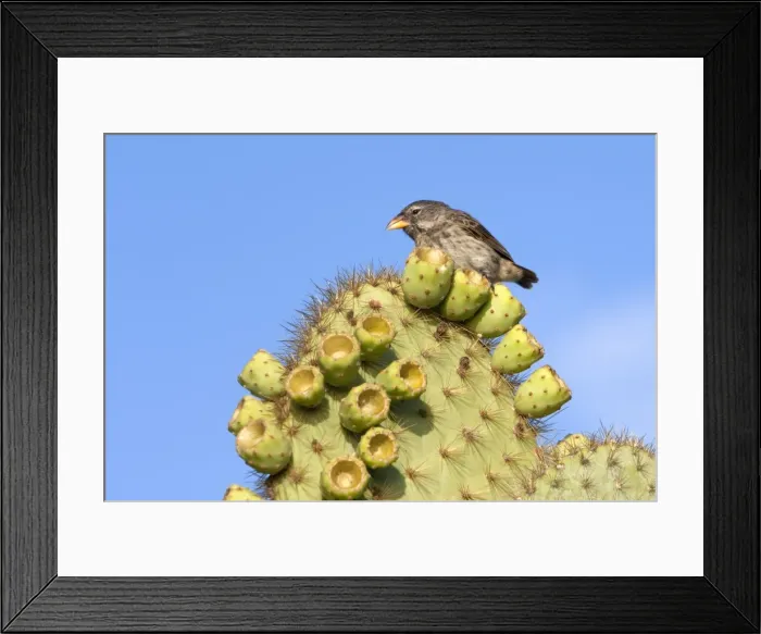 Framed Print : Picture No. 10884911 Framed Print : Picture No. 10884911