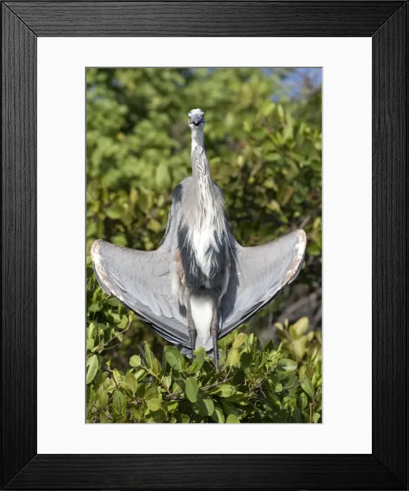 Framed Print : Picture No. 10884907 Framed Print : Picture No. 10884907