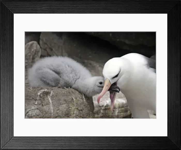 Framed Print : Picture No. 10884820 Framed Print : Picture No. 10884820