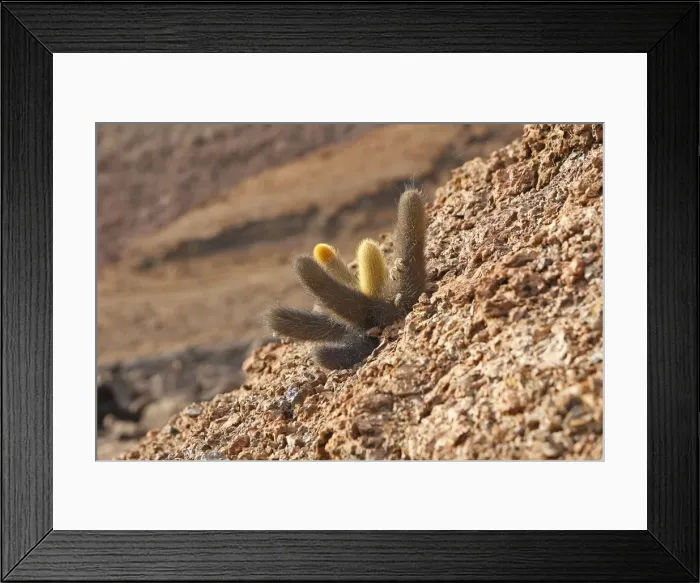 Framed Print : Picture No. 10884868 Framed Print : Picture No. 10884868