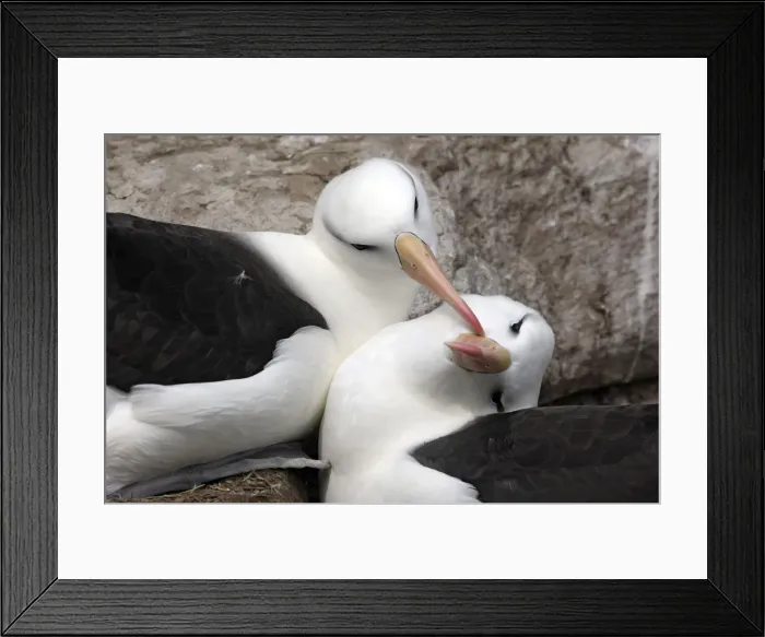 Framed Print : Picture No. 10884828