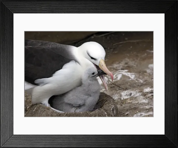 Framed Print : Picture No. 10884821 Framed Print : Picture No. 10884821