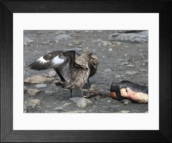 Framed Print : Picture No. 10884729 Framed Print : Picture No. 10884729