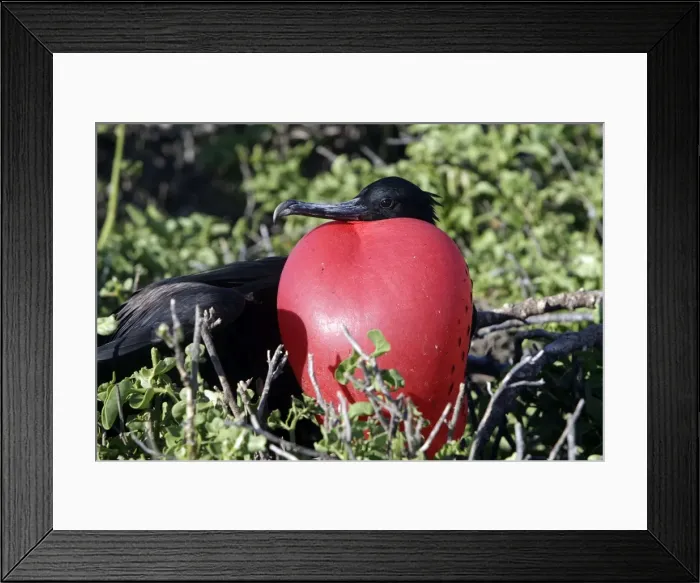 Framed Print : Picture No. 10884900