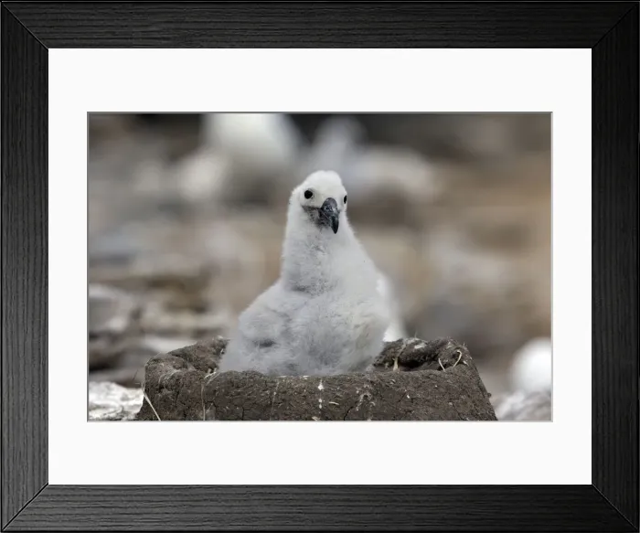 Framed Print : Picture No. 10884814 Framed Print : Picture No. 10884814