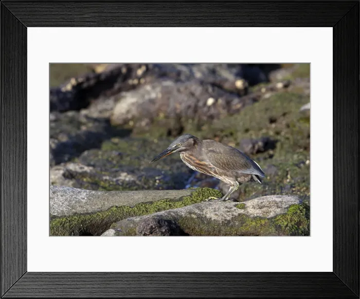 Framed Print : Picture No. 10884855 Framed Print : Picture No. 10884855