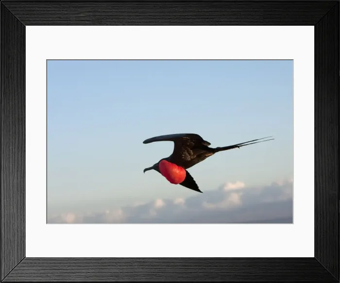 Framed Print : Picture No. 10884895 Framed Print : Picture No. 10884895