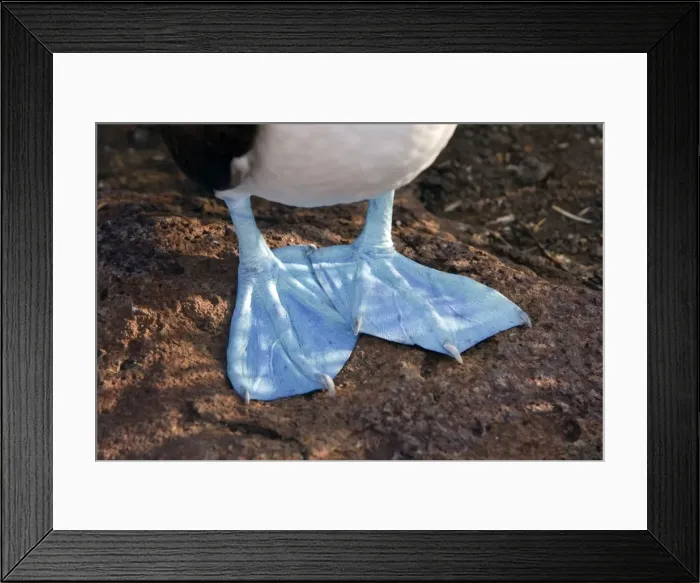 Framed Print : Picture No. 10884920 Framed Print : Picture No. 10884920