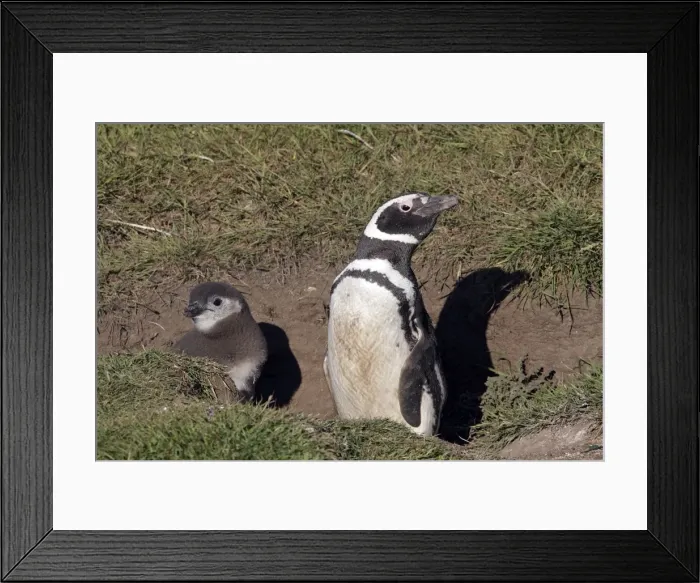 Framed Print : Picture No. 10884724 Framed Print : Picture No. 10884724