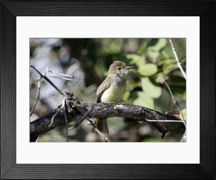 Framed Print : Picture No. 10884877 Framed Print : Picture No. 10884877