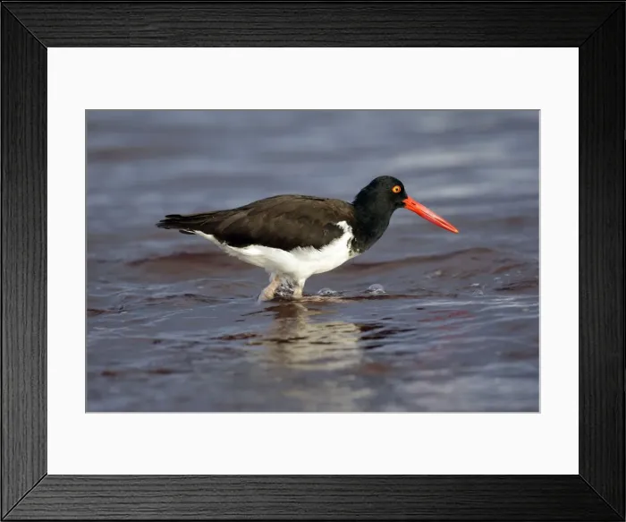 Framed Print : Picture No. 10884894 Framed Print : Picture No. 10884894