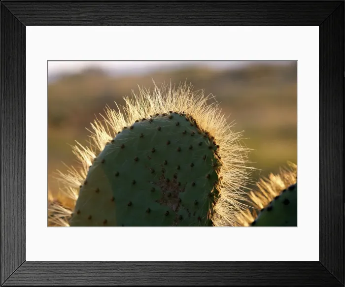 Framed Print : Picture No. 10884876 Framed Print : Picture No. 10884876