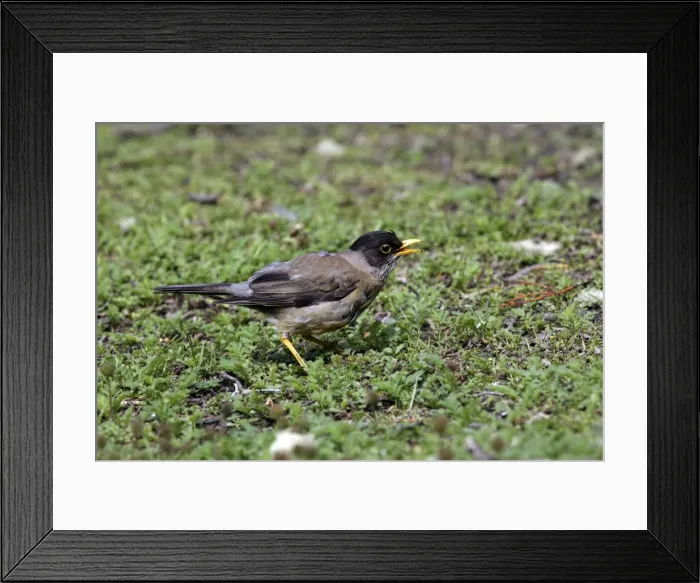 Framed Print : Picture No. 10884718 Framed Print : Picture No. 10884718
