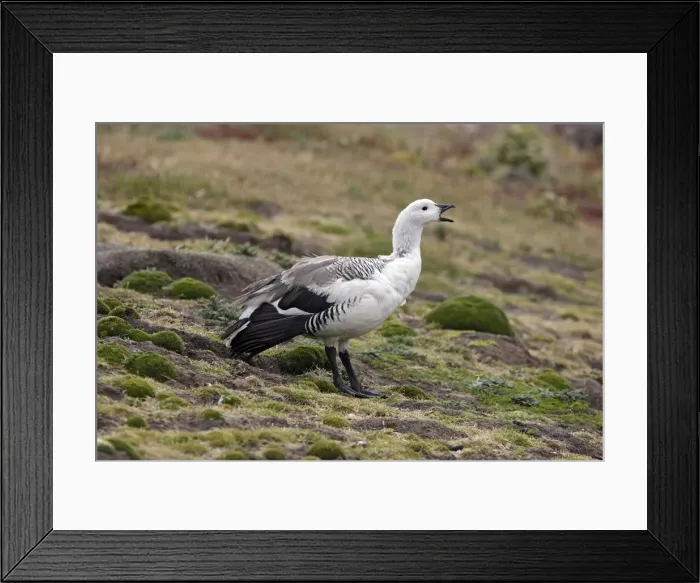 Framed Print : Picture No. 10884714