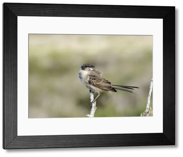 Framed Print : Picture No. 10884890 Framed Print : Picture No. 10884890