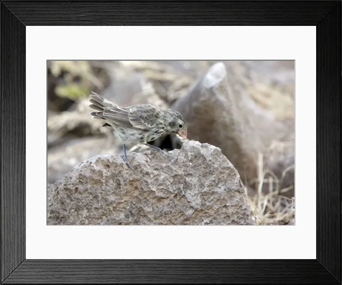 Framed Print : Picture No. 10884880 Framed Print : Picture No. 10884880