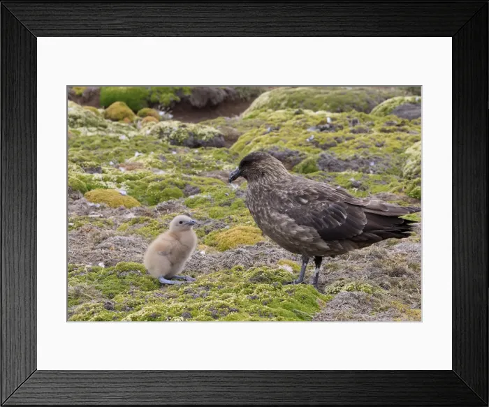 Framed Print : Picture No. 10884730 Framed Print : Picture No. 10884730