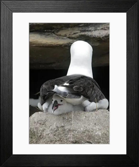 Framed Print : Picture No. 10884815 Framed Print : Picture No. 10884815