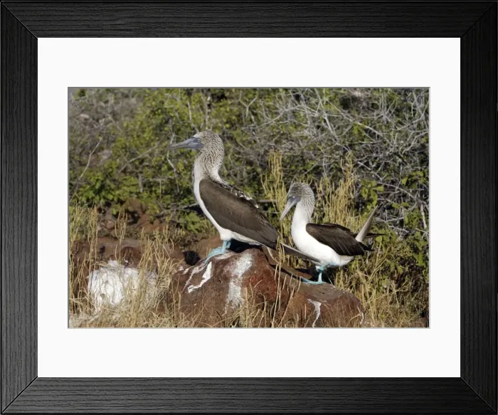 Framed Print : Picture No. 10884922 Framed Print : Picture No. 10884922