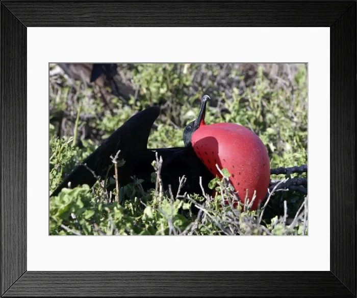 Framed Print : Picture No. 10884899