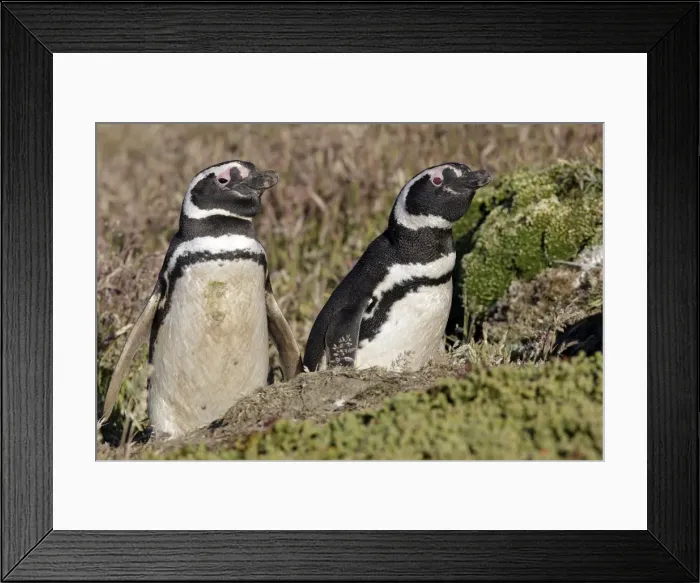 Framed Print : Picture No. 10884723 Framed Print : Picture No. 10884723