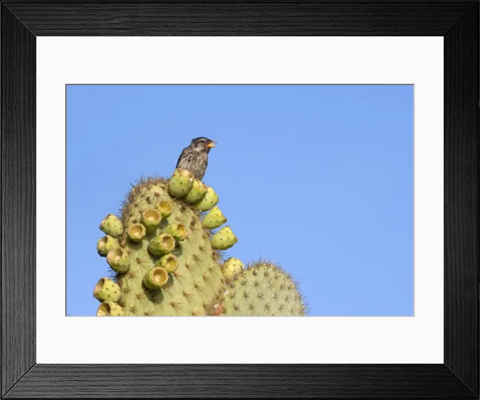 Framed Print : Picture No. 10884912 Framed Print : Picture No. 10884912