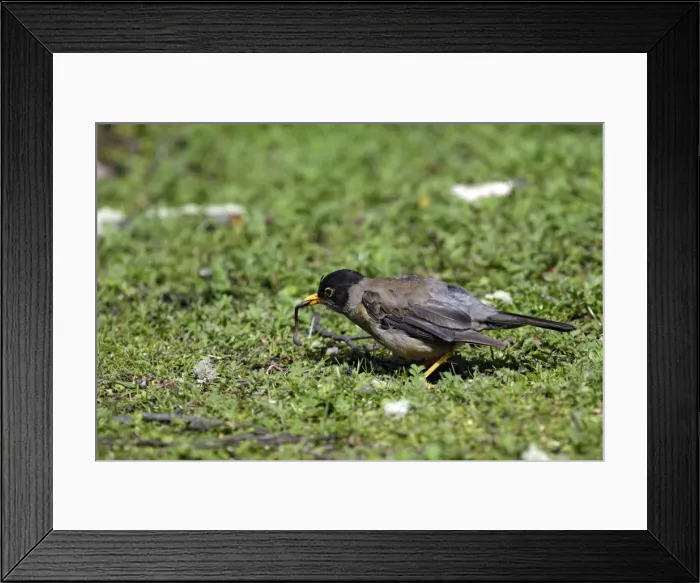 Framed Print : Picture No. 10884719 Framed Print : Picture No. 10884719