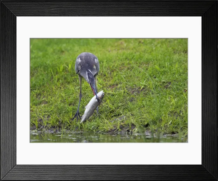 Framed Print : Picture No. 10883869