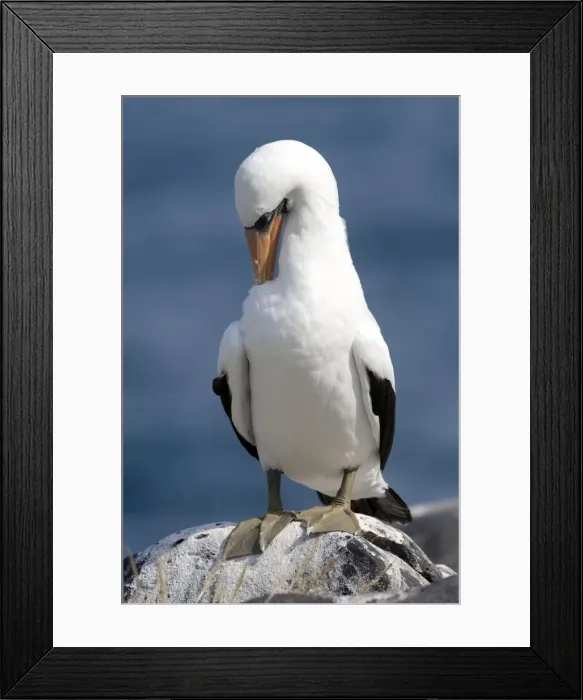 Framed Print : Picture No. 10884916 Framed Print : Picture No. 10884916
