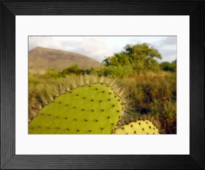 Framed Print : Picture No. 10884927 Framed Print : Picture No. 10884927